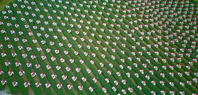 Dấu ấn kỷ lục giữa đại ng&#224;n:&#160;1.111 &#39;tr&#224; nương&#39; đồng diễn d&#226;ng tr&#224; tr&#234;n cao nguy&#234;n Đ&#224; Lạt - Ảnh 2