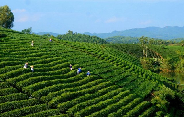 Lễ hội Tr&#224; Th&#225;i Nguy&#234;n 2025: Khai ph&#225; hương sắc, vươn tầm di sản - Ảnh 2