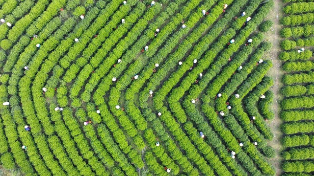 Lễ hội Tr&#224; Th&#225;i Nguy&#234;n 2025: Khai ph&#225; hương sắc, vươn tầm di sản - Ảnh 1