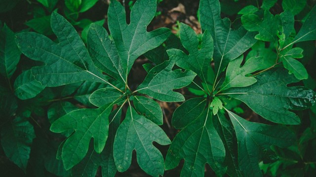 Tr&#224; Sassafras l&#224; g&#236;? Lợi &#237;ch của tr&#224; với sức khỏe - Ảnh 1