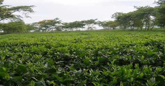 Lâm Đồng: "Thủ phủ" mới của họ chè trong chuỗi giá trị toàn cầu - Ảnh 1