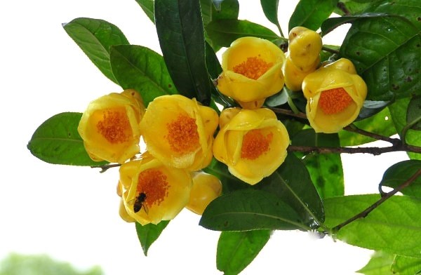 Lâm Đồng: "Thủ phủ" mới của họ chè trong chuỗi giá trị toàn cầu - Ảnh 2