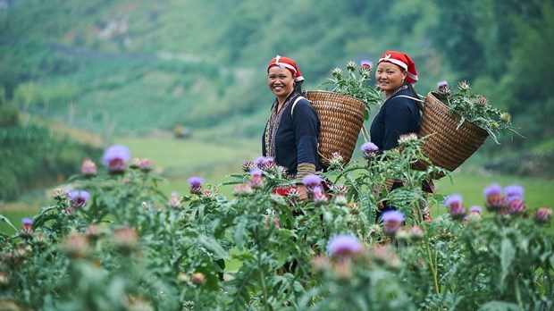 Những người phụ nữ d&acirc;n tộc Dao tham gia dự &aacute;n GREAT nhằm hướng tới sự ph&aacute;t triển kinh tế v&agrave; b&igrave;nh đẳng giới