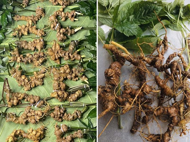 Kết nối sản xuất v&#224; thương mại n&#244;ng l&#226;m sản c&#225;c tỉnh T&#226;y Bắc - Ảnh 1