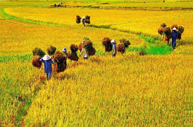 Văn minh l&uacute;a nước c&oacute; ảnh hưởng s&acirc;u rộng đến đời sống kinh tế, văn ho&aacute;, x&atilde; hội của người Việt