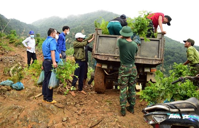 30.000 c&acirc;y xanh được trồng tại Quảng Nam v&agrave; Quảng Ng&atilde;i trong chiến dịch "Triệu c&acirc;y xanh - V&igrave; một Việt Nam xanh" năm 2021