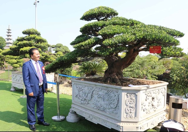 &Ocirc;ng L&ecirc; Văn Dũng, Gi&aacute;m đốc C&ocirc;ng ty TNHH Dũng T&acirc;n b&ecirc;n t&aacute;c phẩm Vũ điệu Thi&ecirc;n nga - C&acirc;y bonsai T&ugrave;ng Kim Cương đạt gi&aacute; trị Kỷ lục Độc bản Việt Nam