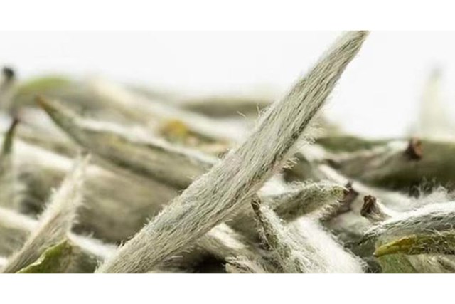 Dấu ấn trà cổ thụ nơi rừng già Tây Bắc - Ảnh 2