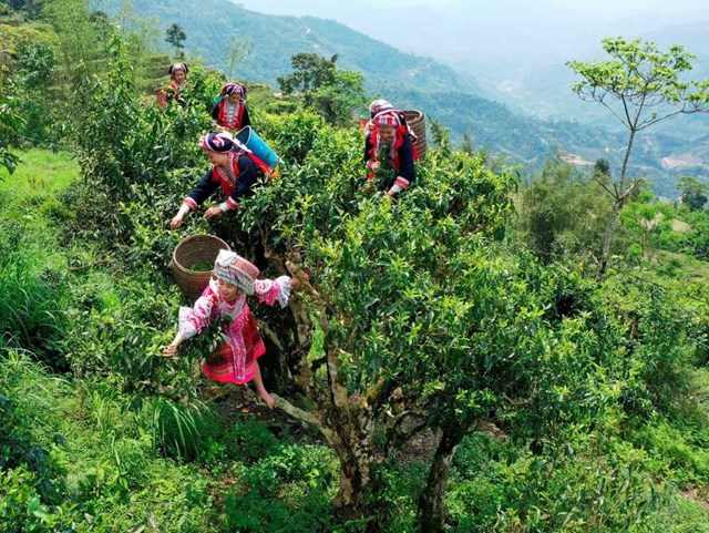 Các loại trà thượng hạng được lựa chọn làm quà biếu Tết Nguyên đán - Ảnh 1