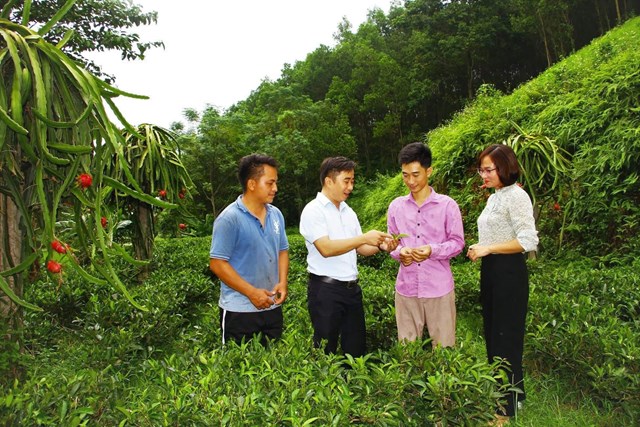 Anh Ho&agrave;ng Văn Tuấn (&aacute;o t&iacute;m) giới thiệu về vườn ch&egrave; của HTX Tr&agrave; an to&agrave;n Ph&uacute; Đ&ocirc; &nbsp;