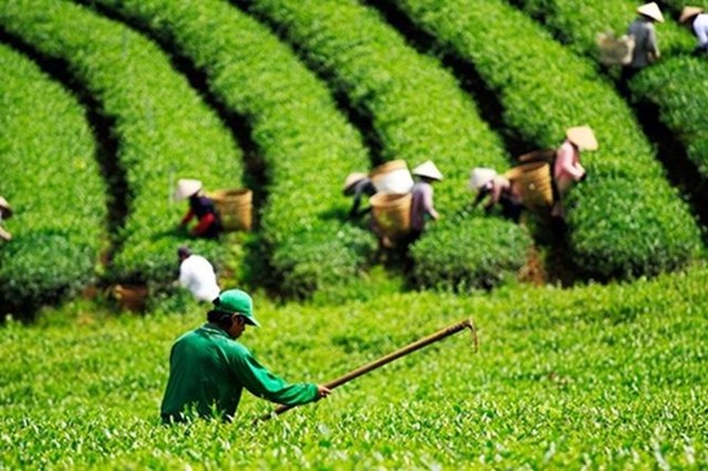 Tour du lịch tr&#224;: Kh&#225;m ph&#225; v&#249;ng tr&#224; nổi tiếng tại Việt Nam - Ảnh 3