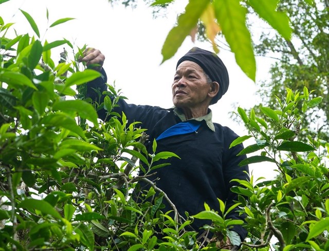 L&#234;n Cao Bồ - H&#224; Giang chi&#234;m ngưỡng vẻ đẹp của v&#249;ng ch&#232; di sản - Ảnh 3