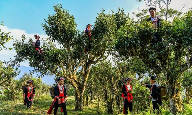 Tour du lịch tr&#224;: Kh&#225;m ph&#225; v&#249;ng tr&#224; nổi tiếng tại Việt Nam - Ảnh 4