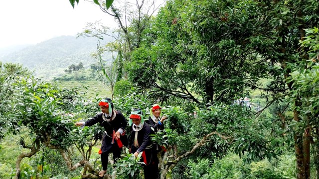 L&#234;n Cao Bồ - H&#224; Giang chi&#234;m ngưỡng vẻ đẹp của v&#249;ng ch&#232; di sản - Ảnh 1