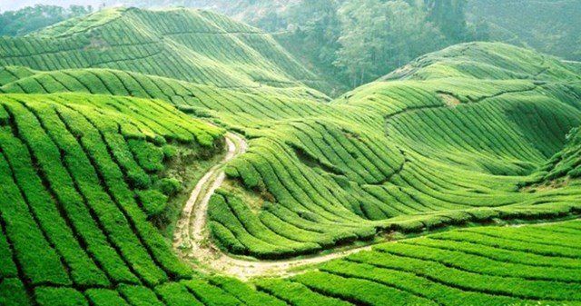 Tour du lịch tr&#224;: Kh&#225;m ph&#225; v&#249;ng tr&#224; nổi tiếng tại Việt Nam - Ảnh 1