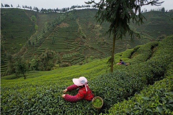 Con đường tr&#224; tr&#234;n thế giới: Từ c&#226;y tr&#224; đến những t&#225;ch tr&#224; đặc sắc - Ảnh 1