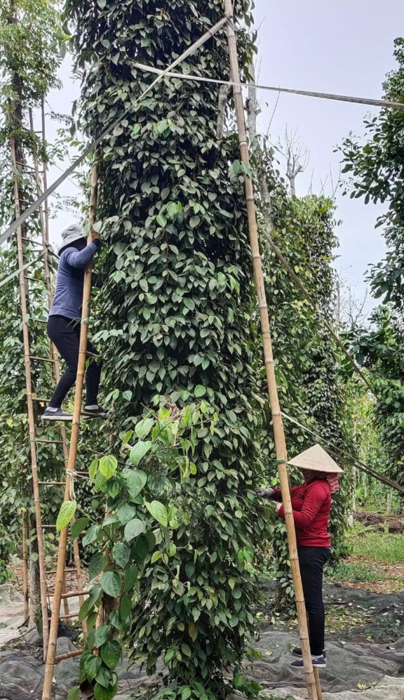 Bản tin ti&#234;u d&#249;ng ng&#224;y 18/2: T&#244;m h&#249;m bất ngờ rớt gi&#225; một nửa - Ảnh 4