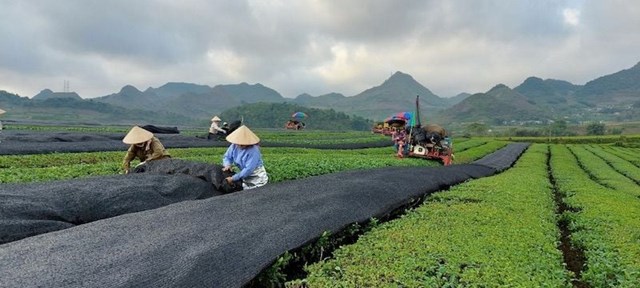 Matcha - &quot;Thần dược&quot; xanh từ Nhật Bản v&#224; h&#224;nh tr&#236;nh chinh phục thế giới - Ảnh 1
