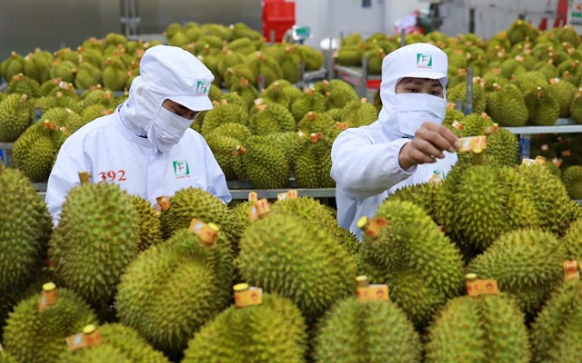 Sầu ri&ecirc;ng l&agrave; c&oacute; kim ngạch xuất khẩu lớn nhất trong nh&oacute;m ng&agrave;nh h&agrave;ng rau, quả &nbsp;