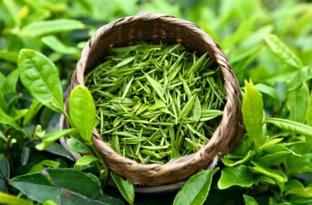 Ph&#226;n biệt c&#225;c loại tr&#224; - Kh&#225;m ph&#225; thế giới đa dạng của thức uống truyền thống - Ảnh 3