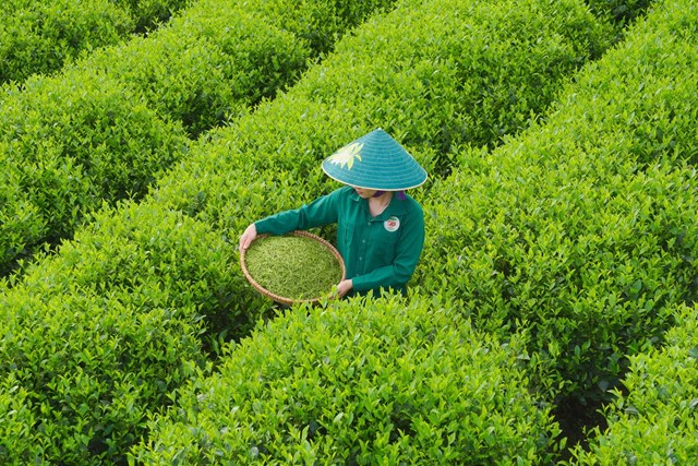 Xuất khẩu chè khởi sắc đầu năm 2026: Cơ hội bứt tốc từ chuyển dịch thị trường và chế biến sâu - Ảnh 1