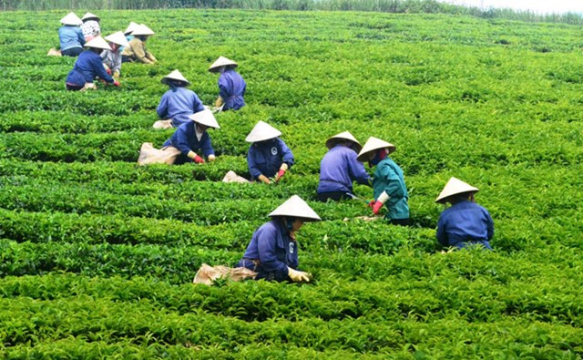 Mỗi vùng đất một hương trà - Ảnh 1