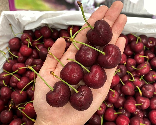 Bản tin Ti&#234;u d&#249;ng: Mận hậu gi&#225; cao vẫn “ch&#225;y” h&#224;ng - Ảnh 1