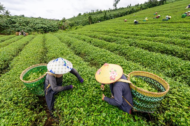 Hành trình của một búp trà: Từ đồi chè đến chén trà văn hóa - Ảnh 1