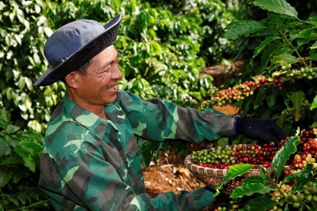 Gi&#225; c&#224; ph&#234; tiếp tục thiết lập kỷ lục mới - Ảnh 1