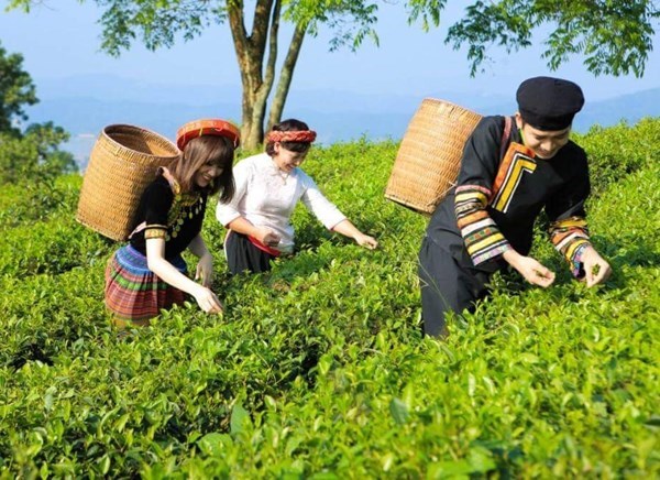 Du lịch sinh thái vùng chè - Để đồi chè trở thành điểm đến văn hóa và kinh tế xanh - Ảnh 2