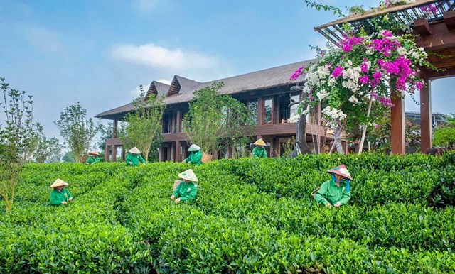 Du lịch sinh thái vùng chè - Để đồi chè trở thành điểm đến văn hóa và kinh tế xanh - Ảnh 1