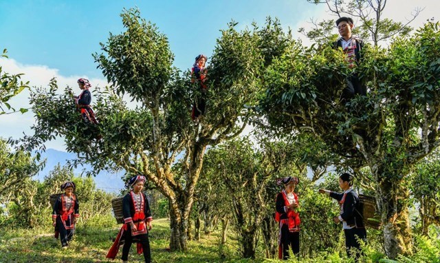 Trà cổ thụ - Tài nguyên quý của vùng núi phía Bắc - Ảnh 2