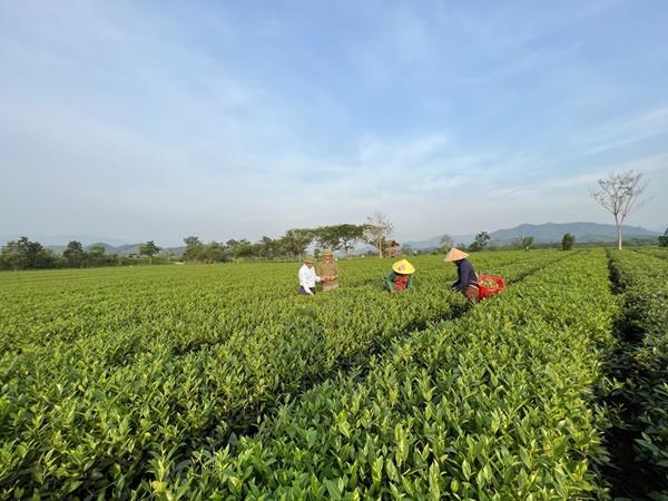 H&#224; Tĩnh: N&#244;ng d&#226;n tất bật thu hoạch ch&#232; vụ xu&#226;n - Ảnh 2