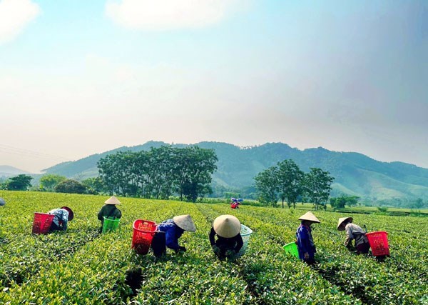 H&#224; Tĩnh: N&#244;ng d&#226;n tất bật thu hoạch ch&#232; vụ xu&#226;n - Ảnh 1