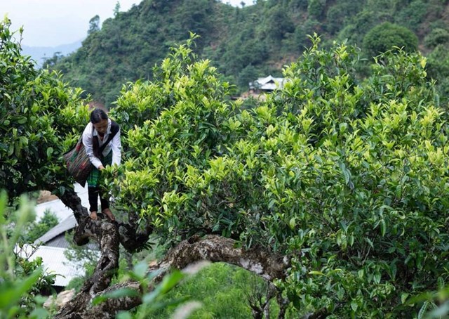 Trà Shan Tuyết Việt Nam: Từ “di sản trên mây” đến phân khúc thượng phẩm toàn cầu - Ảnh 1