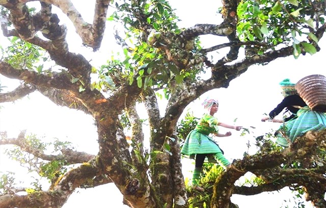 Trà Shan Tuyết Việt Nam: Từ “di sản trên mây” đến phân khúc thượng phẩm toàn cầu - Ảnh 2