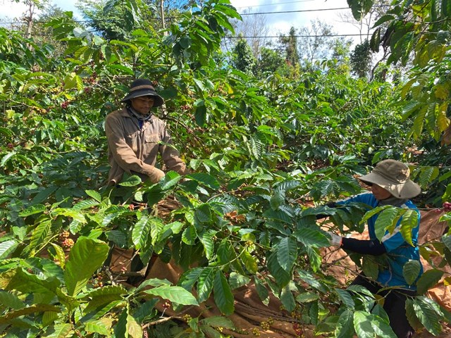 Xuất khẩu c&#224; ph&#234; sang Indonesia tăng trưởng ba con số - Ảnh 1