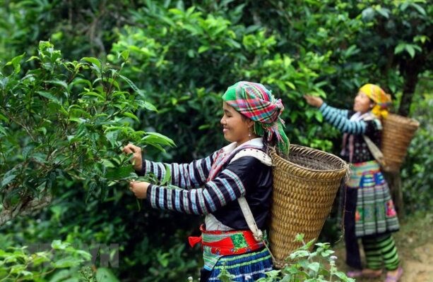 Bạch tr&#224; Shan tuyết vụ xu&#226;n: Tinh kh&#244;i như tuyết - Ảnh 2