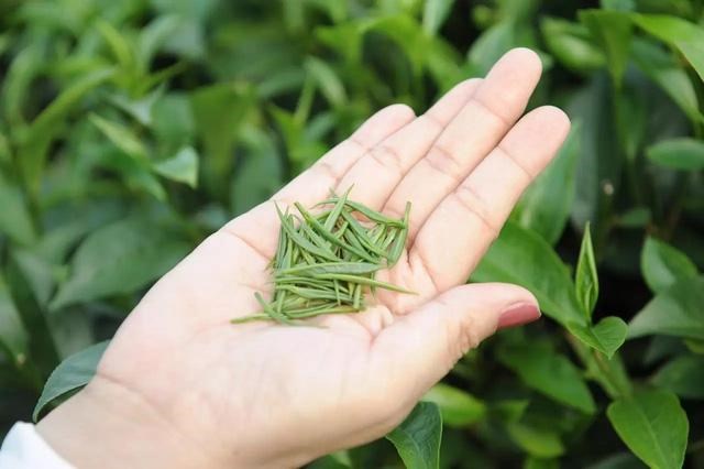 Tr&#224; đinh T&#226;n Cương - Tinh hoa tr&#224; Th&#225;i Nguy&#234;n - Ảnh 1