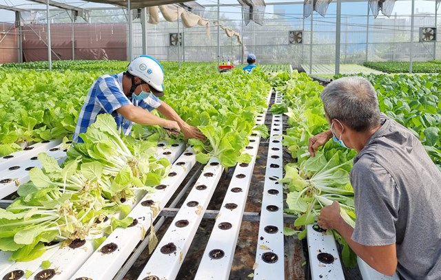 N&#244;ng nghiệp hữu cơ, hướng đi bền vững cho ng&#224;nh n&#244;ng nghiệp  - Ảnh 2