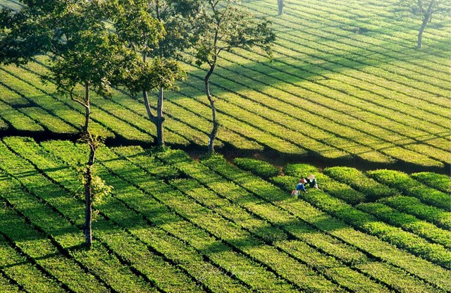 V&#249;ng tr&#224; Biển Hồ - Sắc xanh đầy sức sống  - Ảnh 2