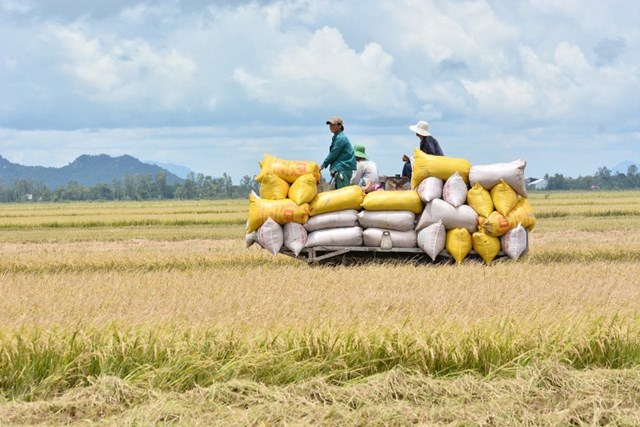 Xuất khẩu gạo thu về 1,4 tỷ USD - Ảnh 1