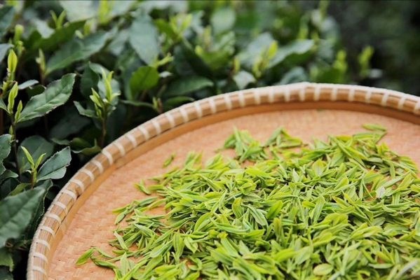 Long Tỉnh – Loại trà xanh nổi tiếng nhất Trung Quốc - Ảnh 1