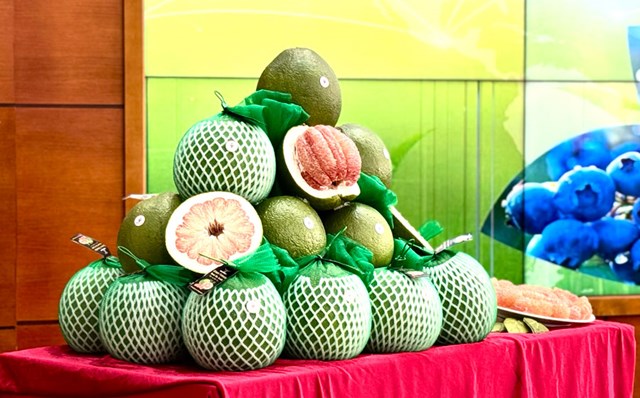 Bưởi Việt chính thức được “mở cửa” tại Australia: Bước tiến mới của nông sản xuất khẩu - Ảnh 1