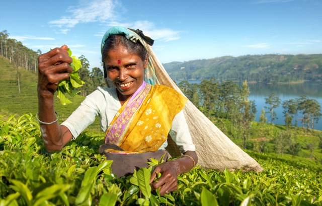 Người d&acirc;n Sri Lanka d&ugrave;ng kỹ thuật h&aacute;i &ldquo;hai l&aacute; v&agrave; một nụ&rdquo;