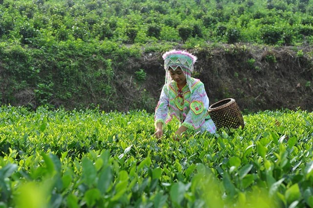 Thu h&aacute;i ch&egrave; sản xuất theo hướng an to&agrave;n, hữu cơ ở x&oacute;m Ph&uacute; Thọ, x&atilde; Ph&uacute; Đ&ocirc;, huyện Ph&uacute; Lương (Th&aacute;i Nguy&ecirc;n) - Ảnh: Sơn Thủy