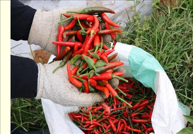Trung Quốc - Thị trường xuất khẩu ớt ch&#237;nh của Việt Nam  - Ảnh 1
