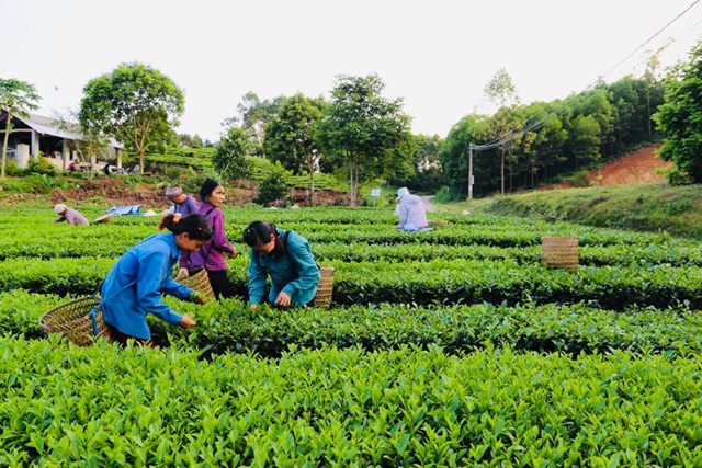 Những đồi ch&egrave; được quan t&acirc;m v&agrave; chăm s&oacute;c kỹ lưỡng