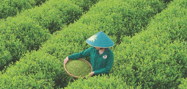 Giữ ẩm cho chè trong mùa nắng nóng - Ảnh 1