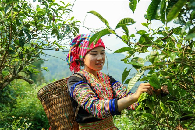 Cú lội ngược dòng của chè Shan tuyết Hồng Thái - Ảnh 1